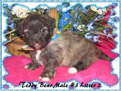 Puppies in KY